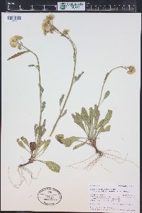 Packera neomexicana var. mutabilis image