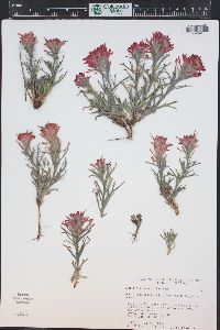 Castilleja scabrida image