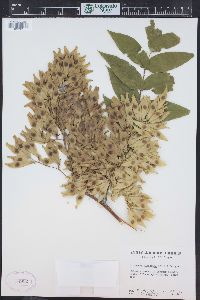 Ailanthus altissima image