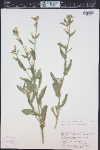 Nicotiana obtusifolia image