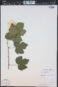 Rubus neomexicanus image