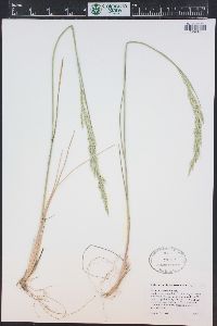 Festuca scabrella image