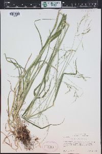 Festuca subulata image