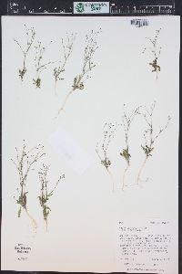 Aliciella leptomeria image