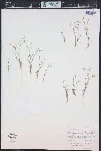 Gilia tweedyi image