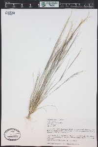 Aristida basiramea image