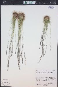 Deschampsia elongata image