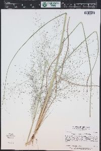 Eragrostis intermedia image