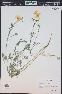 Eschscholzia californica image