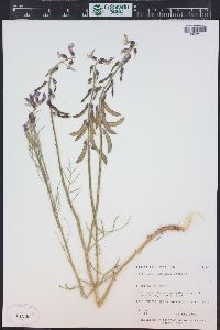 Astragalus saurinus image