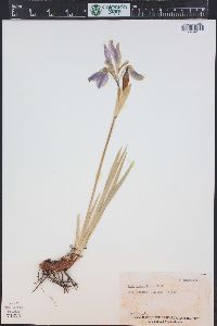 Iris missouriensis image