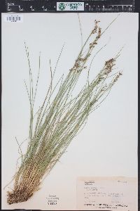 Juncus gerardii image