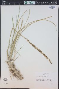 Triglochin maritima image