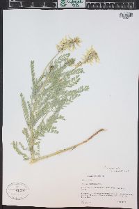 Astragalus drummondii image