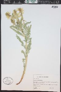 Astragalus drummondii image