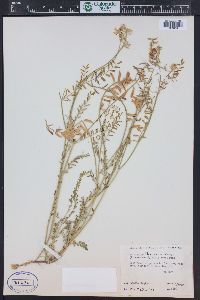 Astragalus flexuosus image