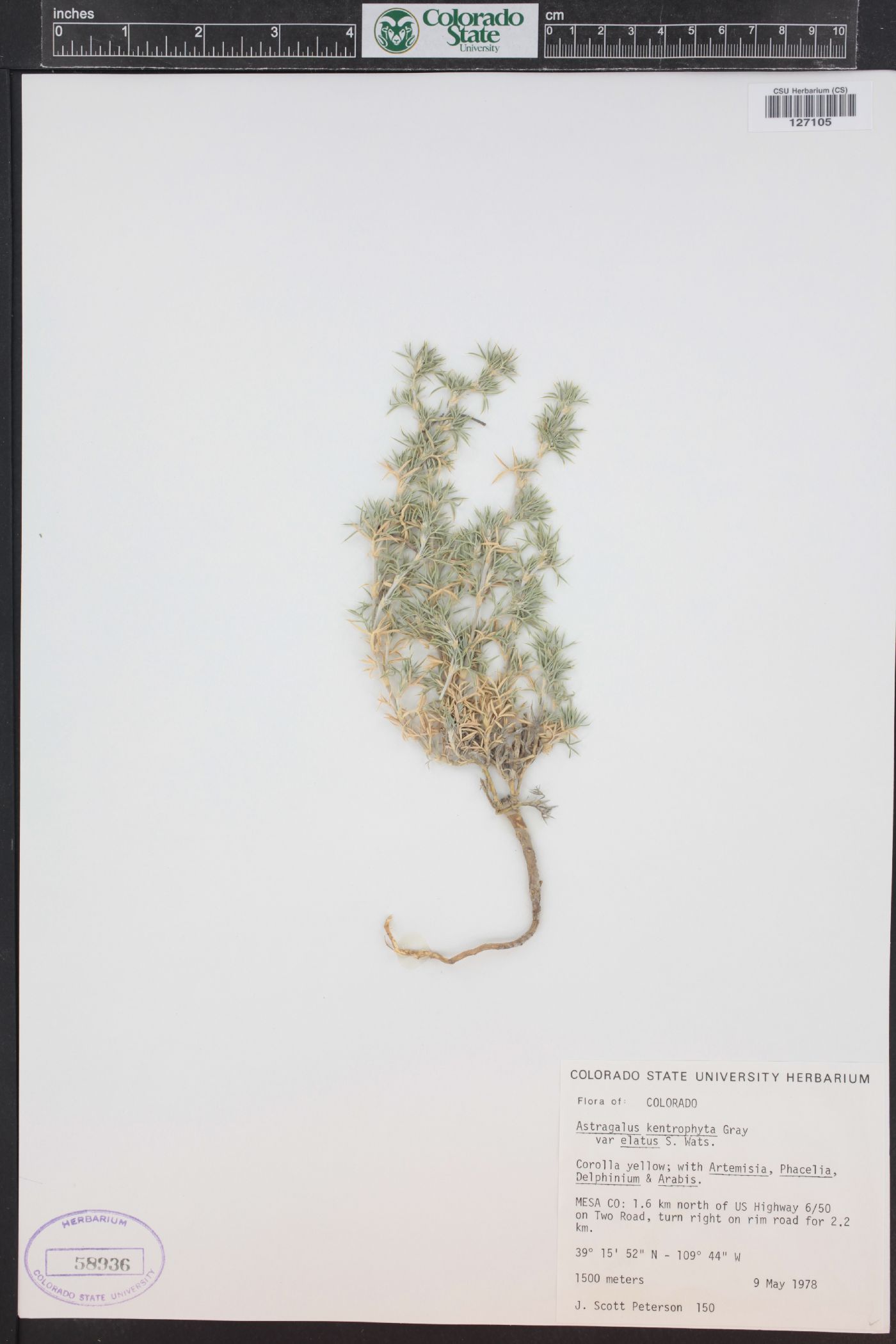 Astragalus kentrophyta var. elatus image