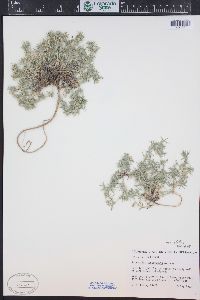 Astragalus kentrophyta var. elatus image