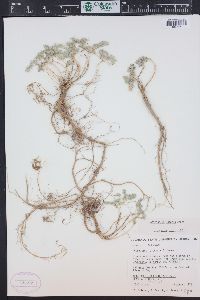 Astragalus lutosus image