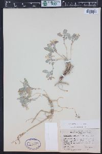 Astragalus lutosus image