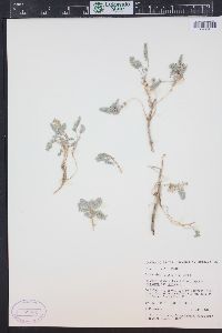 Astragalus lutosus image