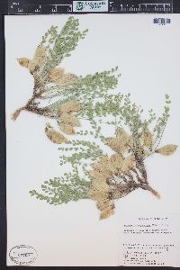 Astragalus megacarpus image