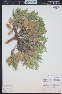 Astragalus megacarpus image