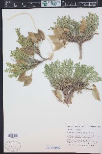 Astragalus megacarpus image