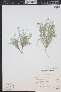 Astragalus miser image