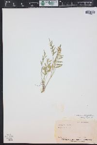 Astragalus miser image