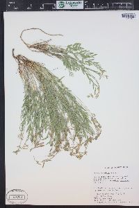 Astragalus miser image