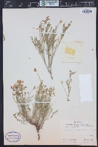 Astragalus miser var. oblongifolius image