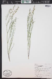 Astragalus miser var. oblongifolius image