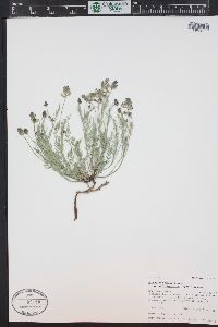Astragalus miser var. oblongifolius image