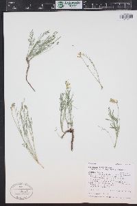 Astragalus miser image