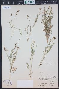 Astragalus miser image