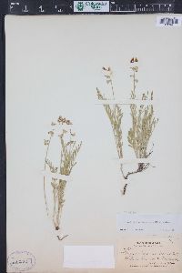 Astragalus miser image