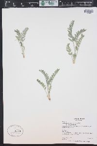 Astragalus missouriensis image