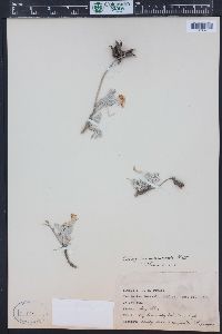 Astragalus missouriensis image