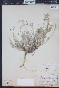 Astragalus missouriensis image