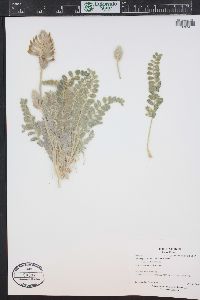 Astragalus mollissimus image