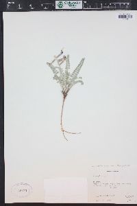 Astragalus mollissimus var. thompsoniae image