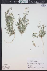 Astragalus nuttallianus var. micranthiformis image