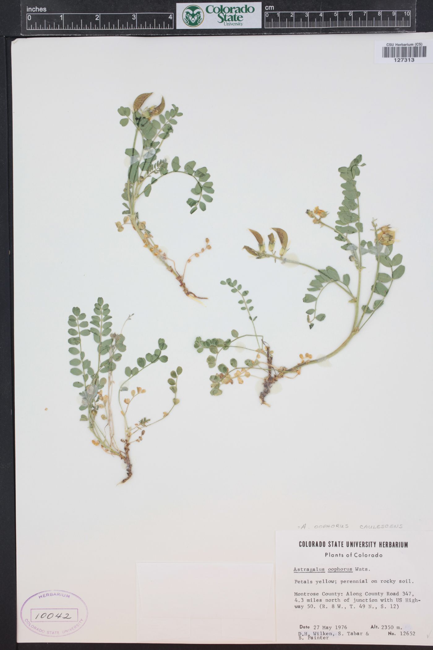 Astragalus oophorus image
