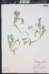 Astragalus oophorus image