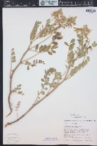 Astragalus pattersonii image