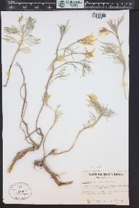 Astragalus pectinatus image