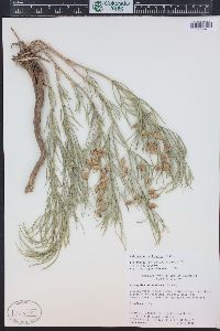 Astragalus pectinatus image