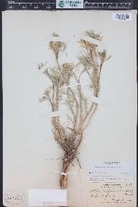 Astragalus pectinatus image