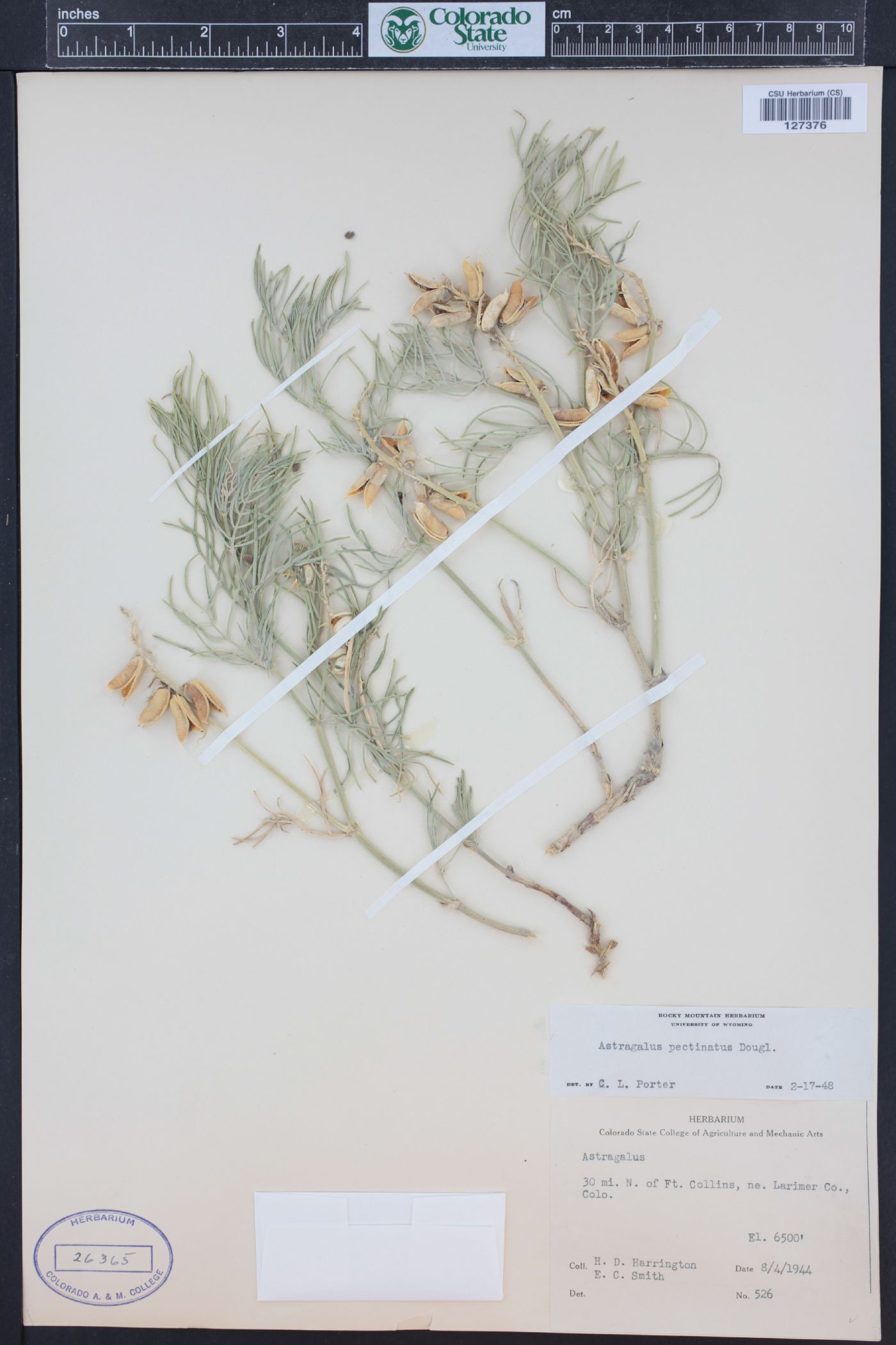 Astragalus pectinatus image